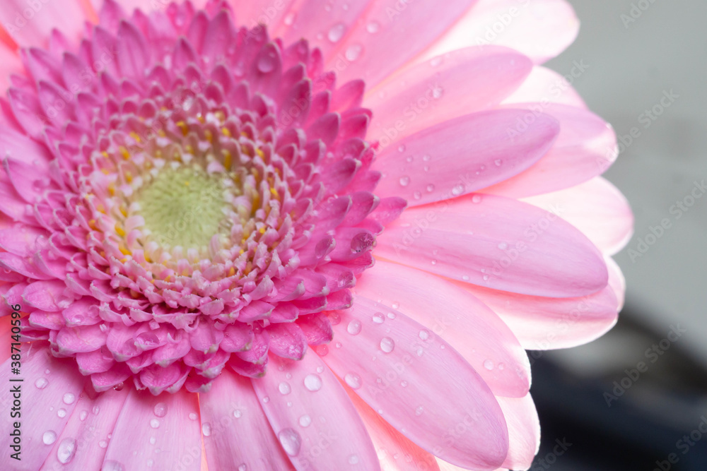 Macro photography of colorful flowers with droplets Macro photography of colorful flowers with droplets