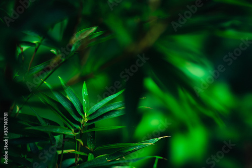 Fototapeta Naklejka Na Ścianę i Meble -  Abstract green leaf background, soft focus, sunny day, fresh spring field, natural textured wallpaper