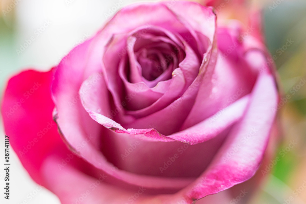Macro photography of colorful flowers with droplets Macro photography of colorful flowers with droplets