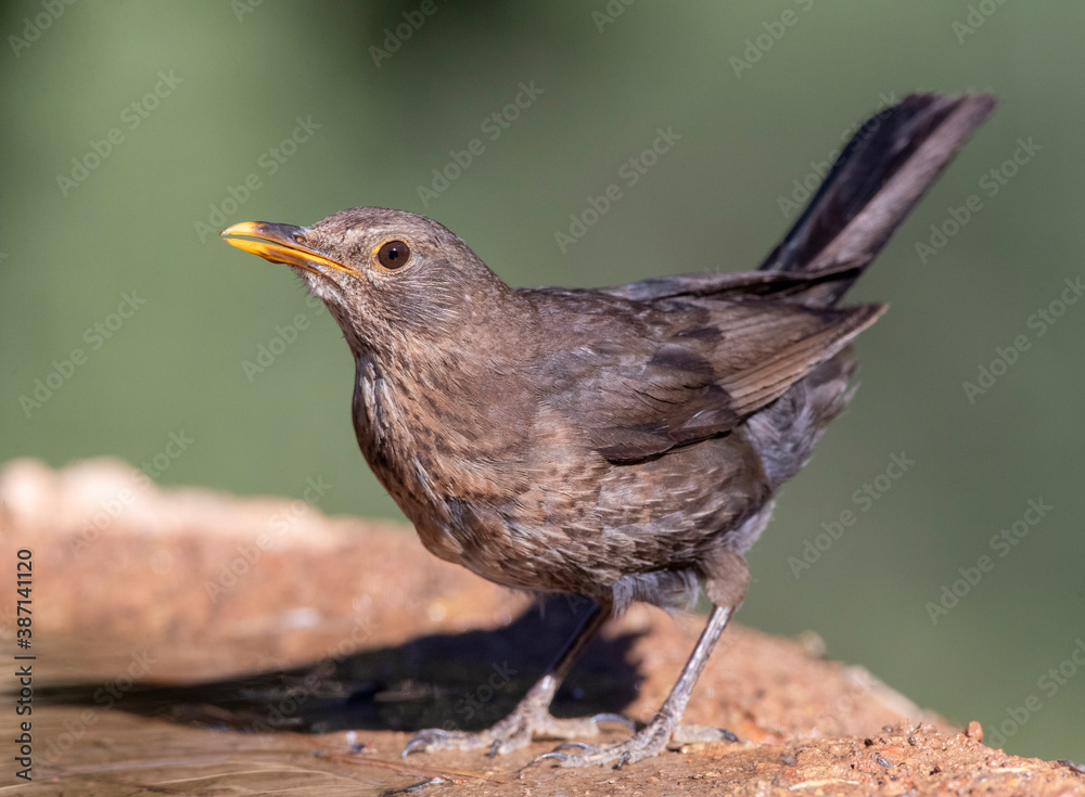 Eurasian Blackbird, Turdus merula