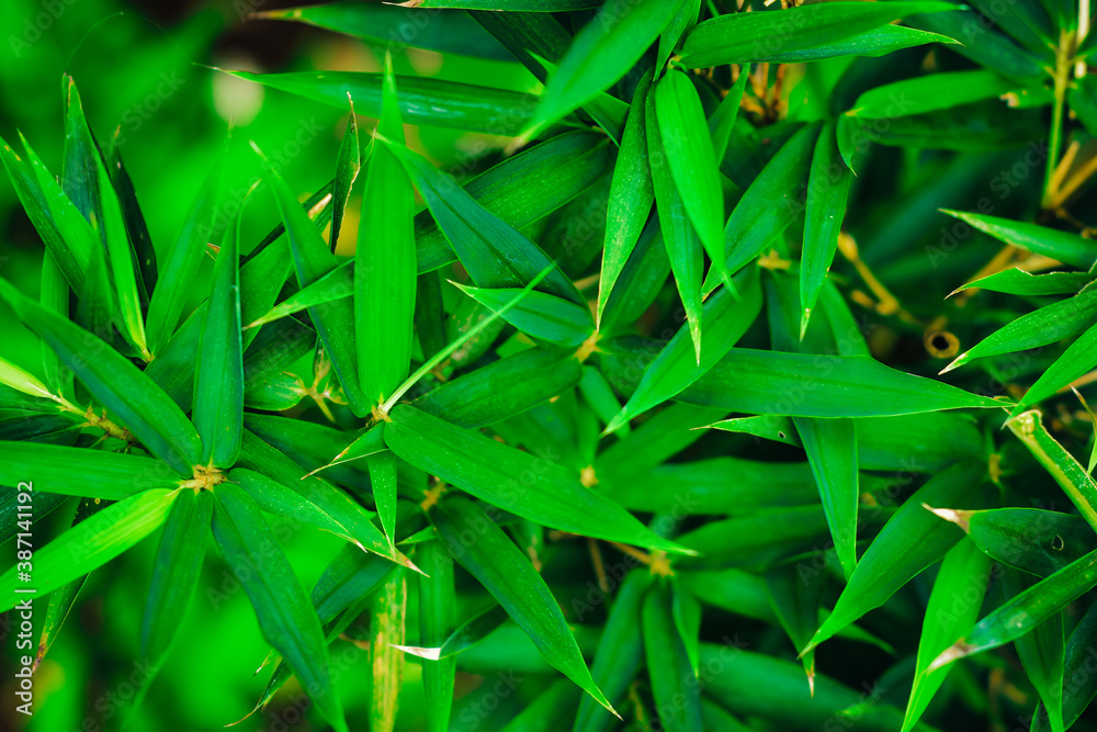 Fototapeta premium Abstract green leaf background, soft focus, sunny day, fresh spring field, natural textured wallpaper