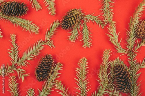 Pine cones and fir tree branch on a red background.