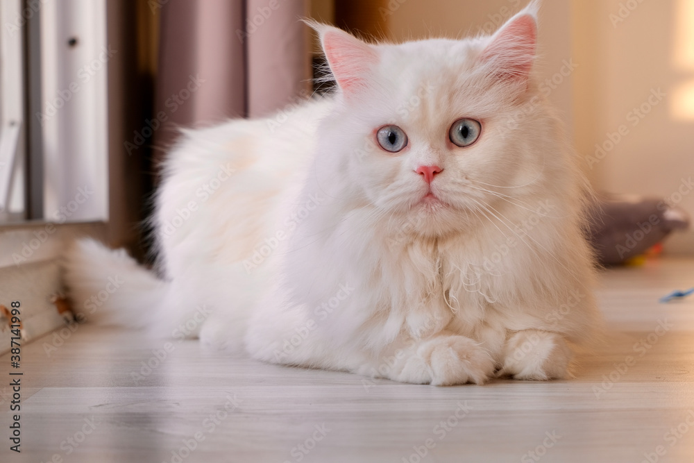 Persian Doll Face Chinchilla White Cat. Fluffy cute pet animal with blue eyes Persian Doll Face Chinchilla White Cat. Fluffy cute pet animal with blue eyes