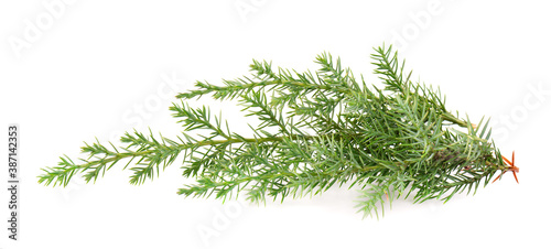 Juniper green branch, isolated on white background. Ornamental plants for landscape design.