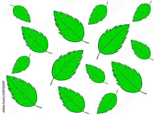 Green leaves of different sizes on a white background, close-up, top view.