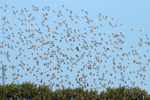 European Golden Plover, Pluvialis apricaria photo