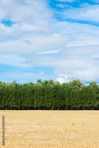 小麦畑と針葉樹