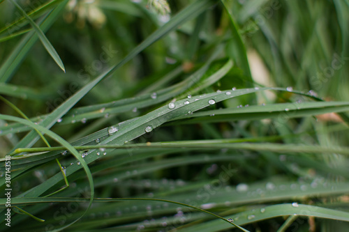 Dew drops on thin long blades of grass. Garden nature in the morning after rain. Macro
