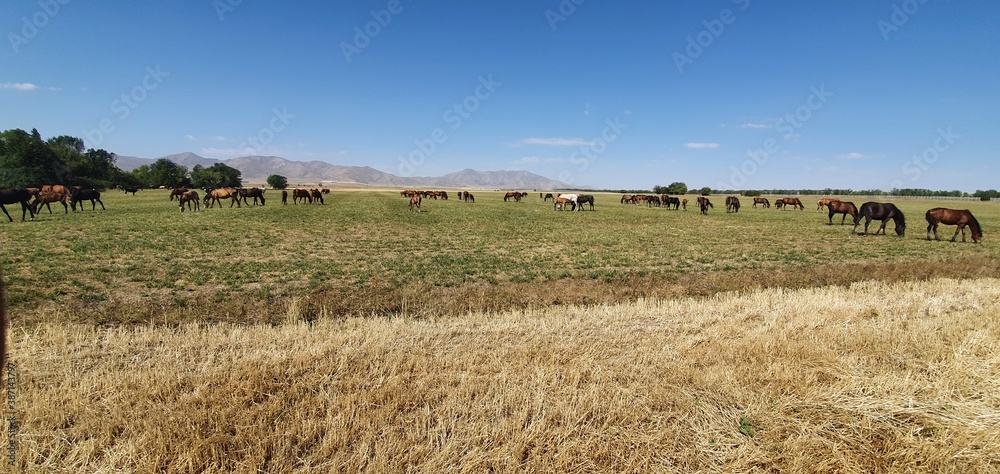 Fototapeta premium herd of cows