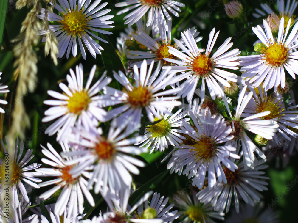 soft purple autumn daisies bloom before the first snow soft purple autumn daisies bloom before the first snow