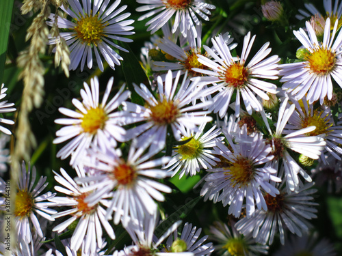 soft purple autumn daisies bloom before the first snow