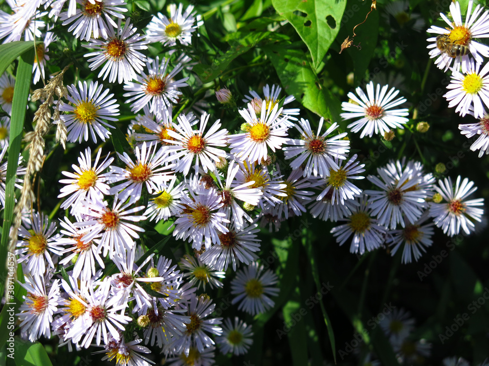 soft purple autumn daisies bloom before the first snow soft purple autumn daisies bloom before the first snow
