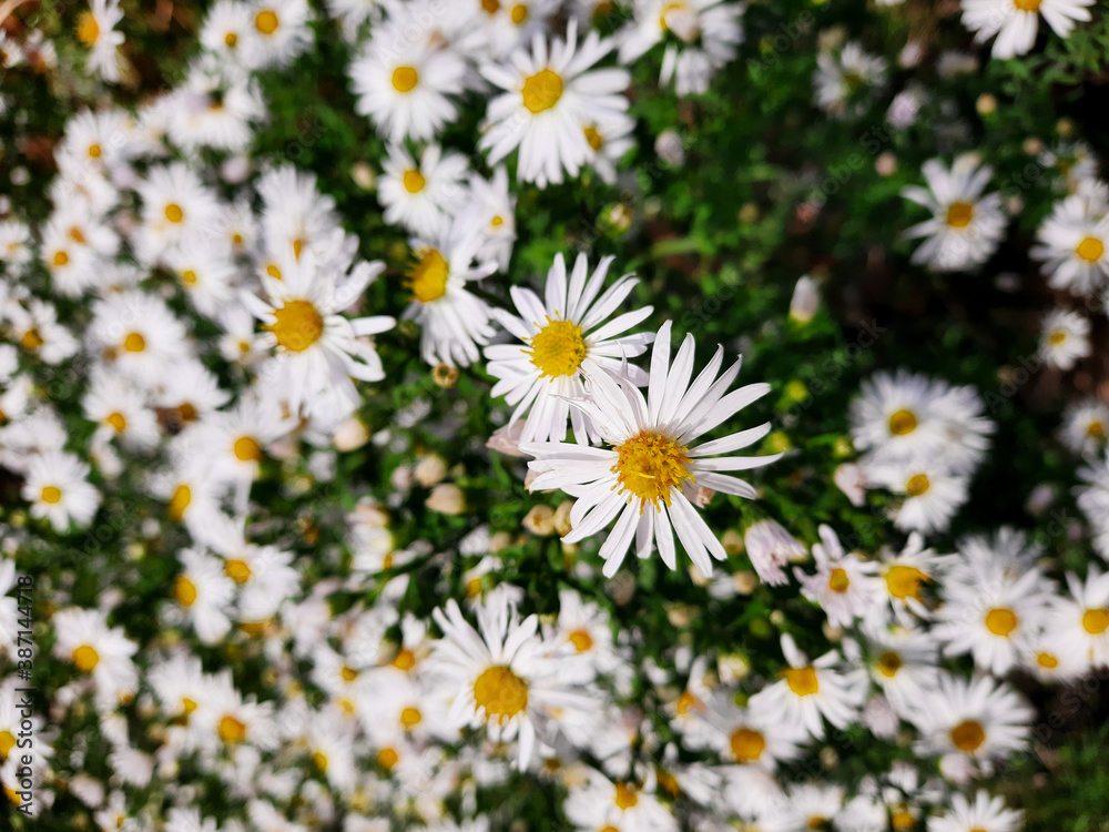 Daisies, chamomile. Wild flowers close up. Floral background for good mood.