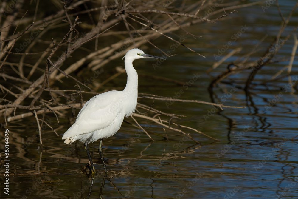 Obraz premium Doñana National Park, Spain, wading bird on the lagoon