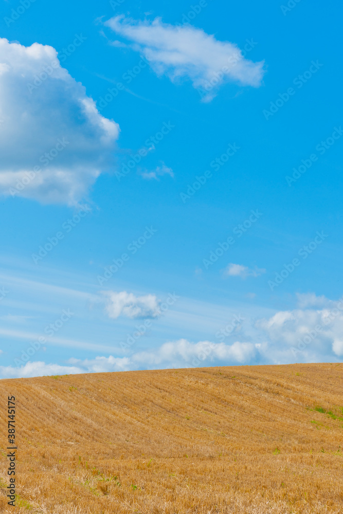 小麦畑の丘と青空