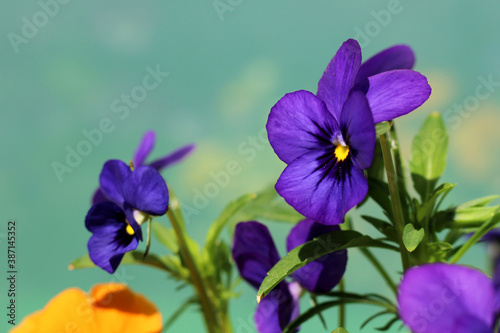 Violet pansies and sky