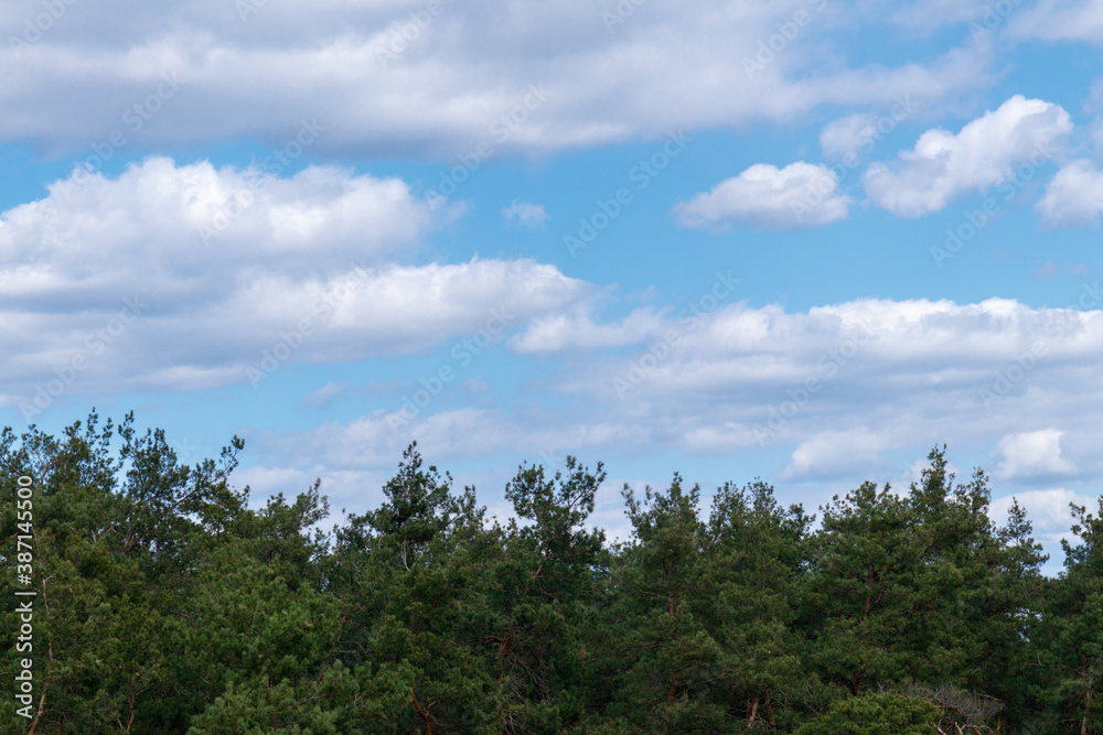 Cloudy blue sky with top of the forest trees. Sky and trees.