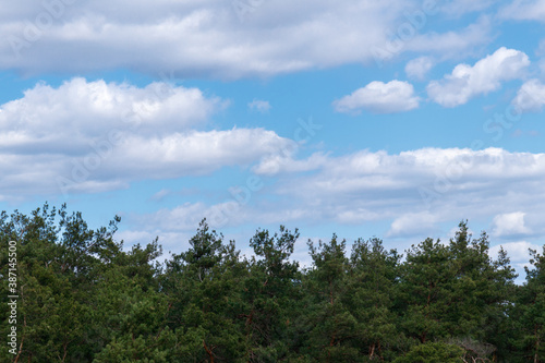 Cloudy blue sky with top of the forest trees. Sky and trees.