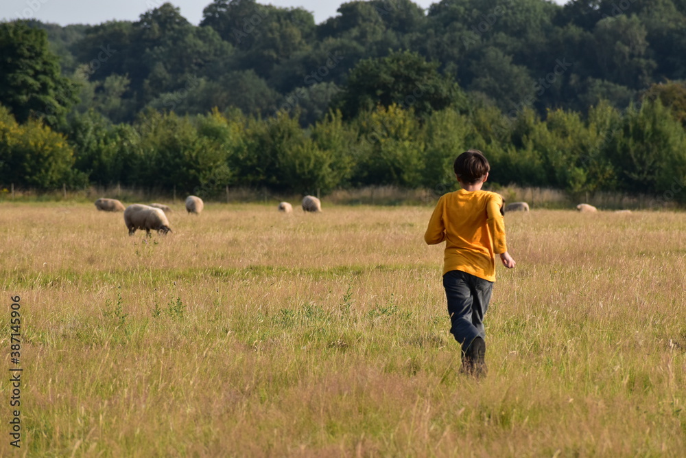 Boy running in the pasture with sheep flock grazing, Coombe Abbey, England, UK Boy running in the pasture with sheep flock grazing, Coombe Abbey, England, UK