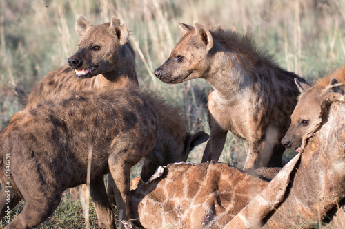 Valokuva Wild ranging african spotted hyena carnivore
