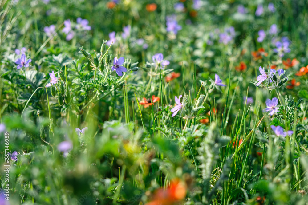 Green spring field with wild flowers and herbs