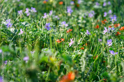 Green spring field with wild flowers and herbs © terezika