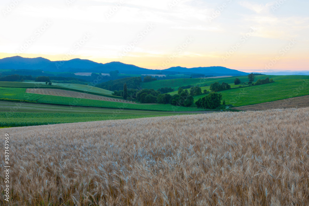 Obraz premium 美瑛の夕暮れ