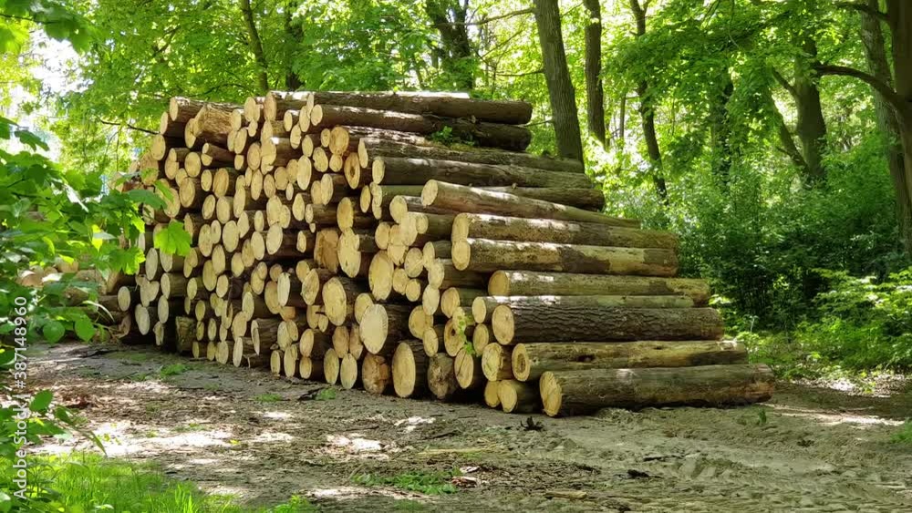 Truck taking away wooden logs, view of stacked logs in the forest, lots of wood Truck taking away wooden logs, view of stacked logs in the forest, lots of wood