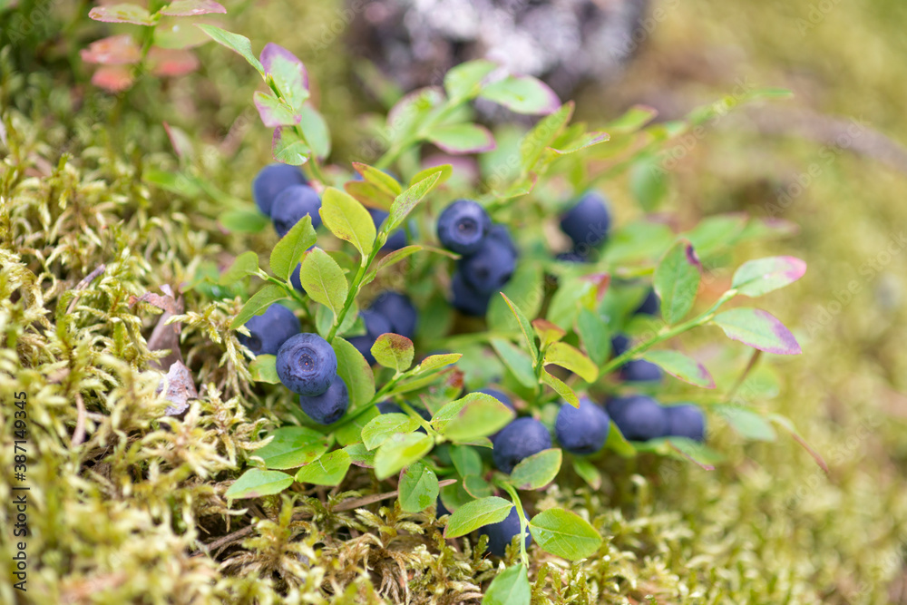 small sprigs of blueberries directly on the moss - beautiful autumn background small sprigs of blueberries directly on the moss - beautiful autumn background