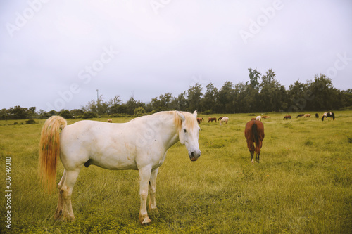Fototapeta Naklejka Na Ścianę i Meble -  Rainy day, horses in the ranch, North Shore, Oahu, Hawaii