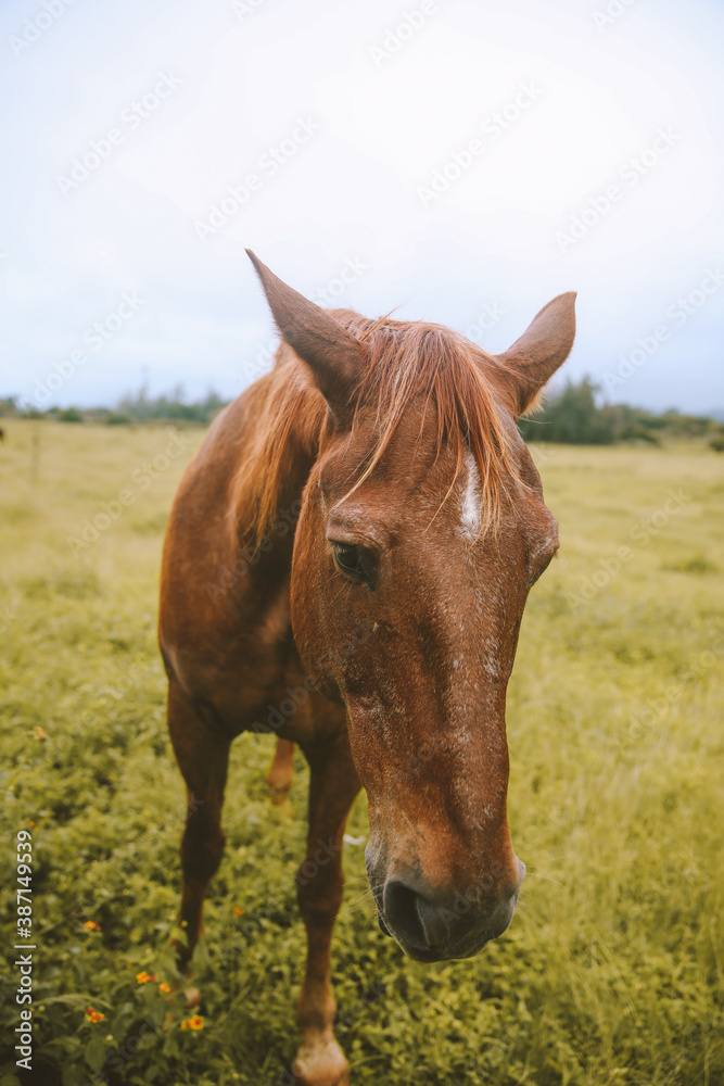Fototapeta premium Rainy day, horses in the ranch, North Shore, Oahu, Hawaii