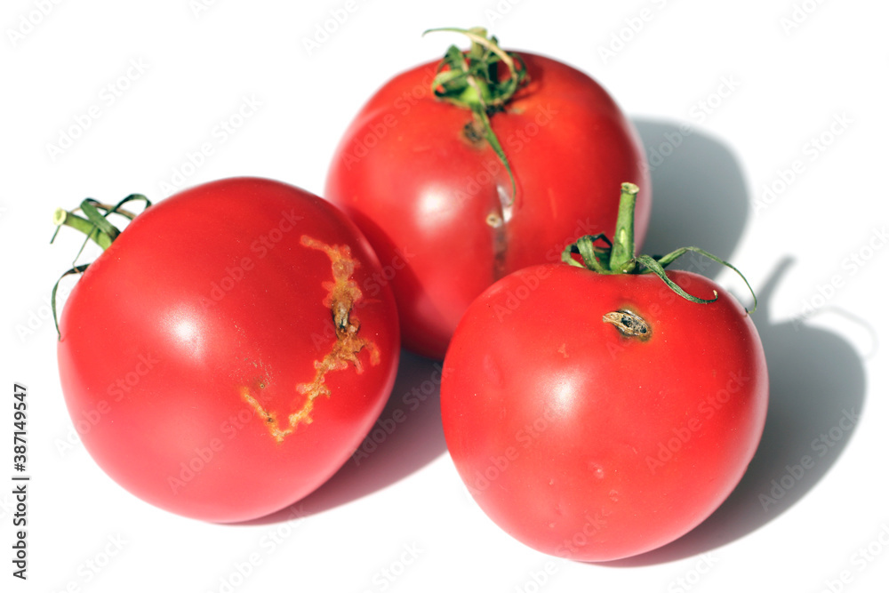 Tomatoes damaged by caterpillars of tomato leafminer also called tomato pinworm or South American tomato moth - Tuta absoluta (latin name). It is a serious pest of tomatoes around the world. Tomatoes damaged by caterpillars of tomato leafminer also called tomato pinworm or South American tomato moth - Tuta absoluta (latin name). It is a serious pest of tomatoes around the world.