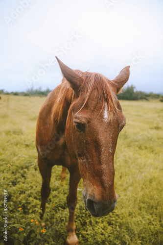 Rainy day, horses in the ranch, North Shore, Oahu, Hawaii