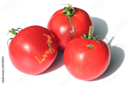 Tomatoes damaged by caterpillars of tomato leafminer also called tomato pinworm or South American tomato moth - Tuta absoluta (latin name). It is a serious pest of tomatoes around the world. photo