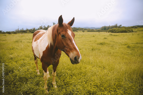 Rainy day, horses in the ranch, North Shore, Oahu, Hawaii © youli