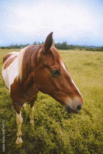 Rainy day, horses in the ranch, North Shore, Oahu, Hawaii