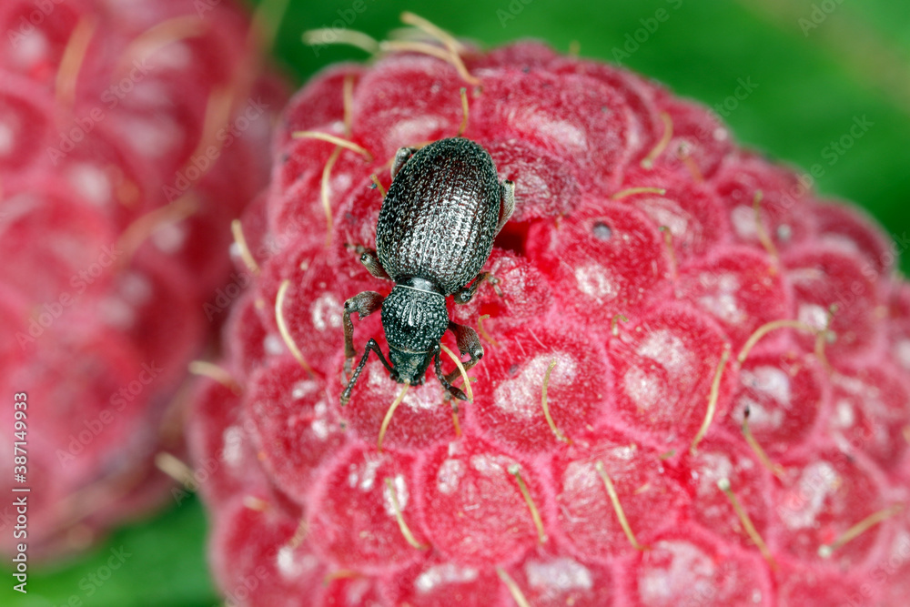 Strawberry root weevil Otiorhynchus ovatus (latin name) in the