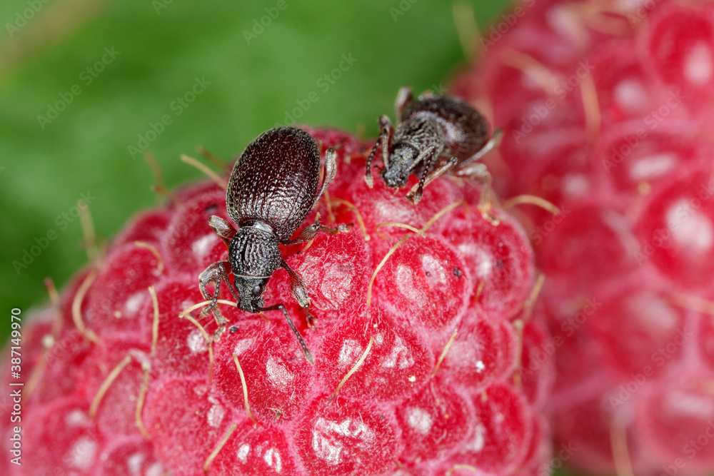 Strawberry root weevil Otiorhynchus ovatus (latin name) in the