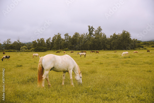 Rainy day, horses in the ranch, North Shore, Oahu, Hawaii © youli