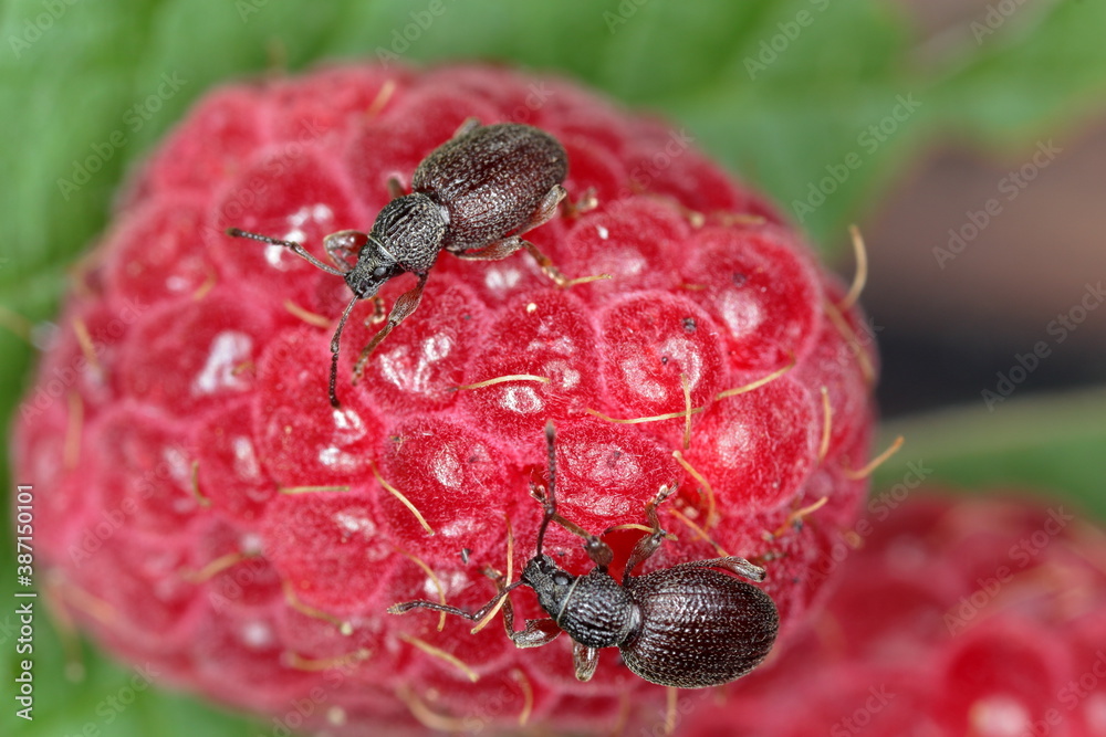 Strawberry root weevil Otiorhynchus ovatus (latin name) in the