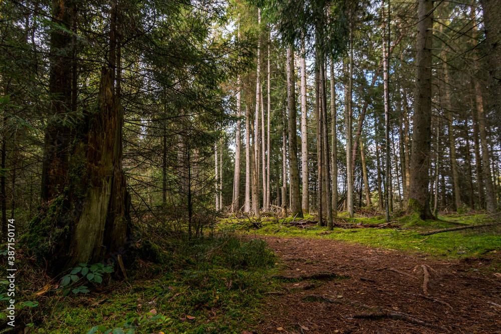 Obraz premium Fantastic hike in the Schrecksee nature reserve in Upper Swabia
