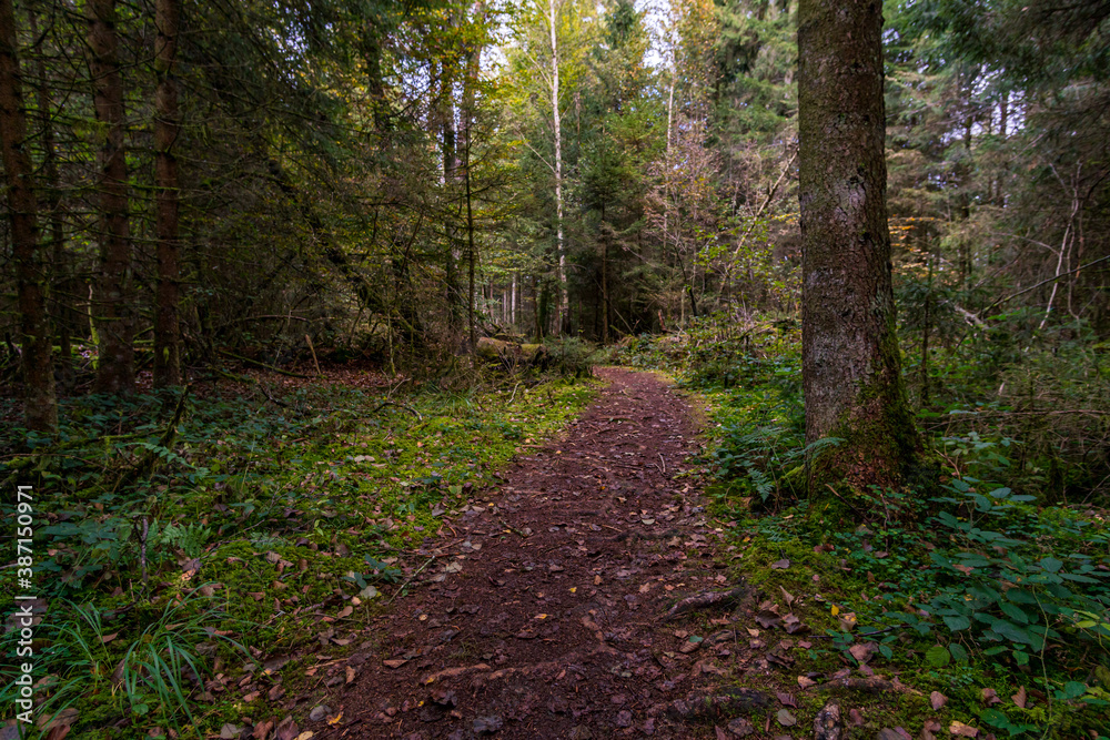 Obraz premium Fantastic hike in the Schrecksee nature reserve in Upper Swabia