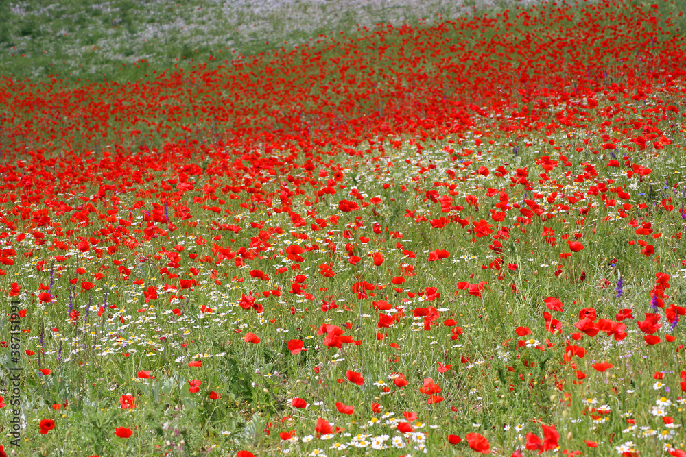 Field of Poppies, Castelluccio di Norcia, Italy
