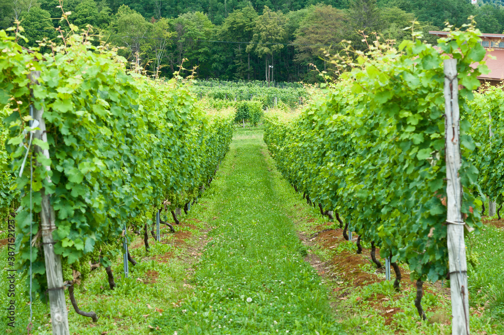 Obraz premium 葡萄畑