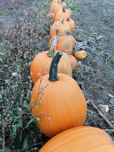 A row of big orange halloween pumpkins growing in a field