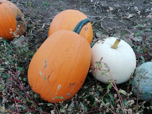 A row of big orange halloween pumpkins growing in a field
