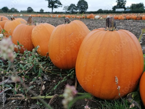 A row of big orange halloween pumpkins growing in a field