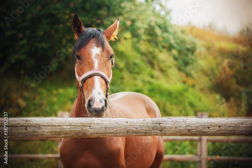 Fotótapéta Portrait of a beautiful Bay horse with a halter on its muzzle, which stands on a farm in a paddock with a wooden fence on a summer day