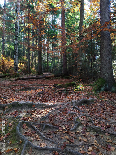 Ceahlau Reservation Park, Romania