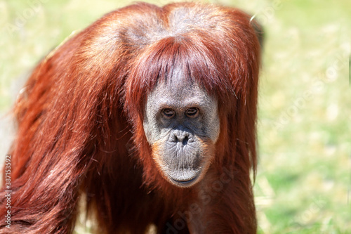 Singe Orang-outan de face en gros plan	